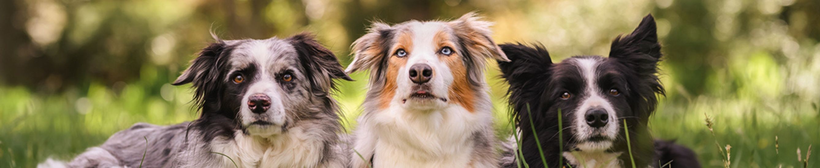 For Dogs