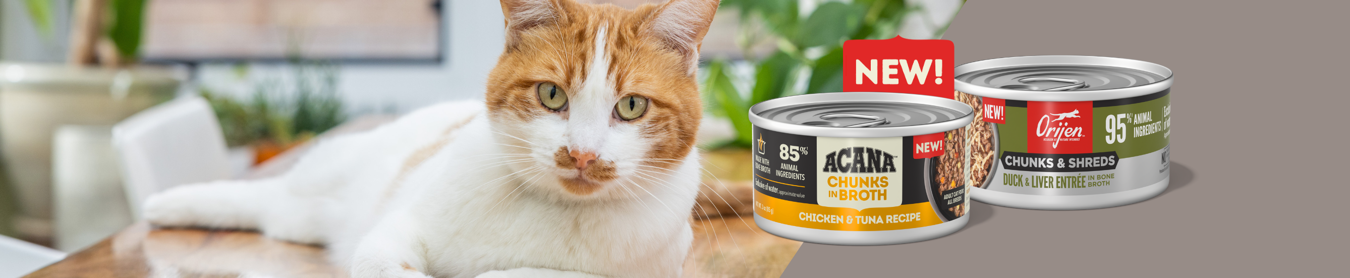 For Cats