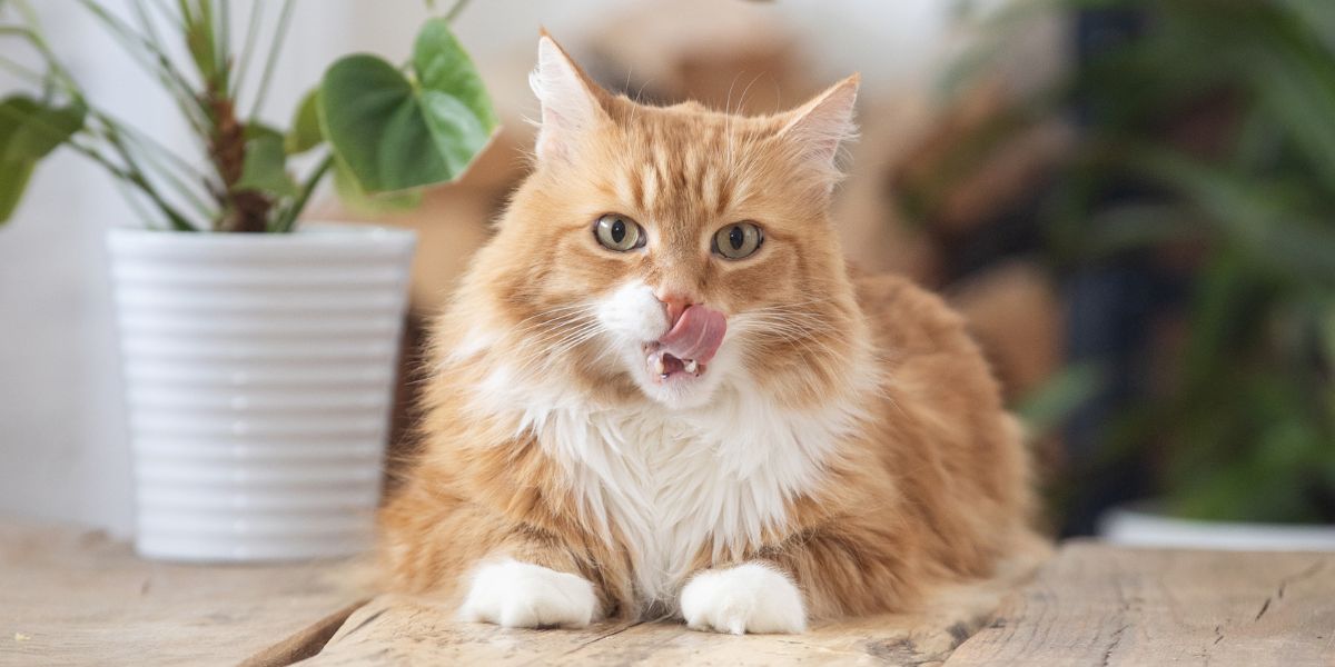 how to read cat food label