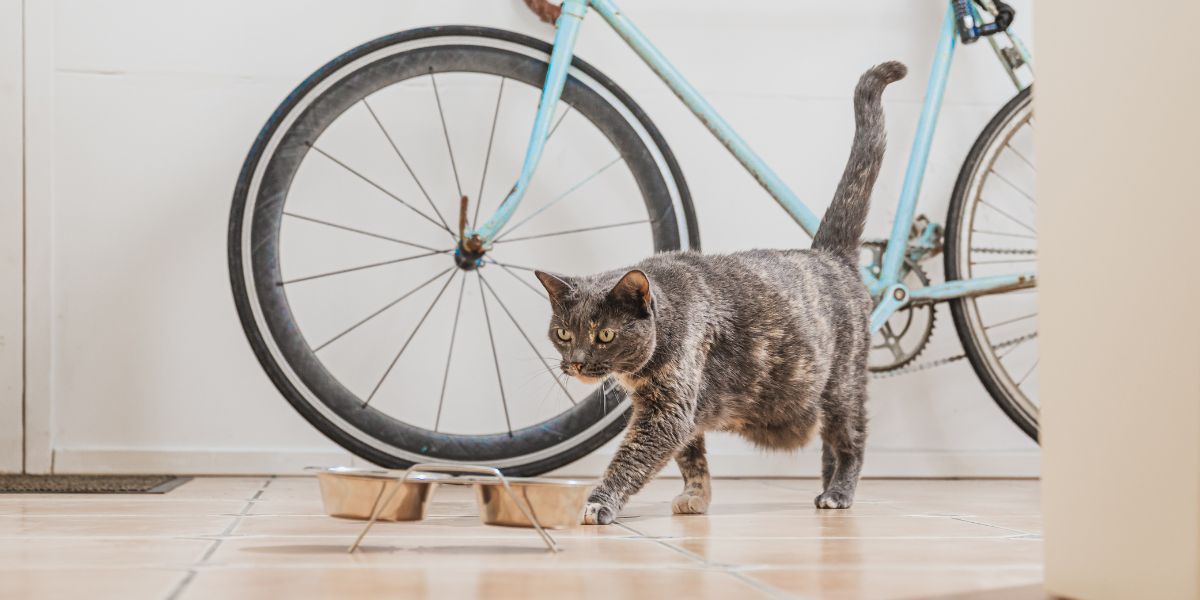 understand ingredients in your cat food