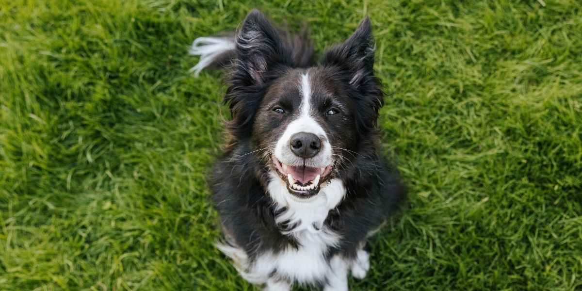 switch to healthy pet food ACANA