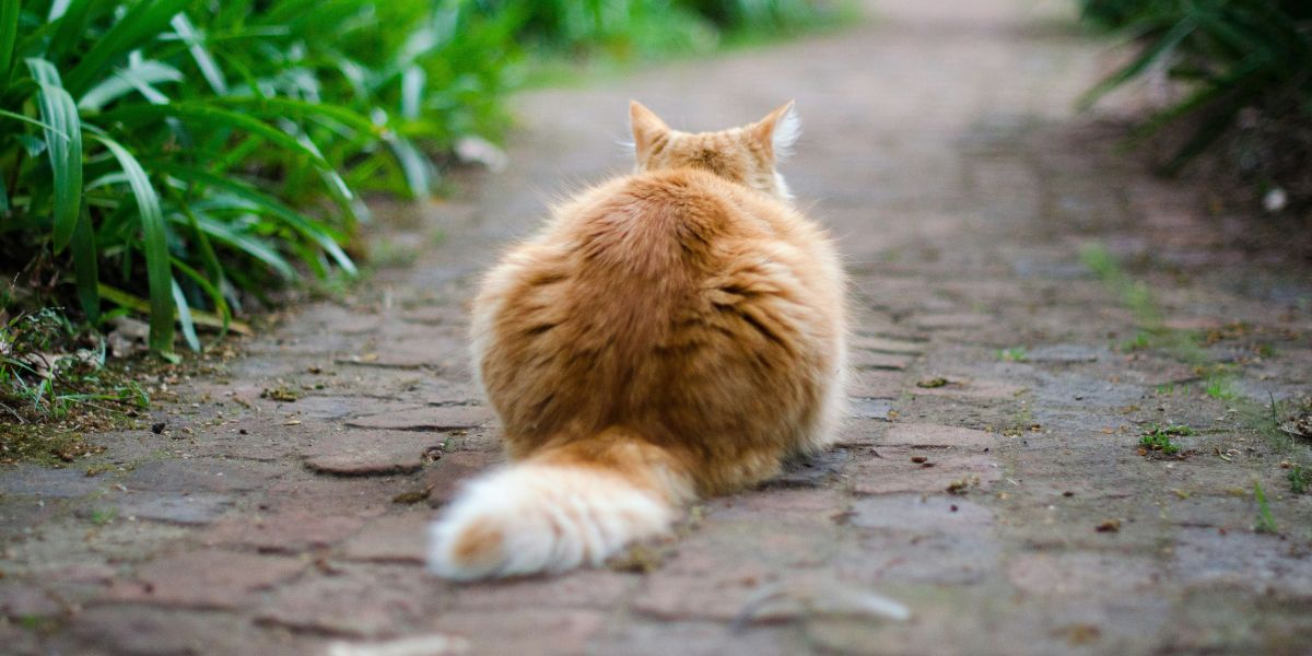 tips for pet weight management