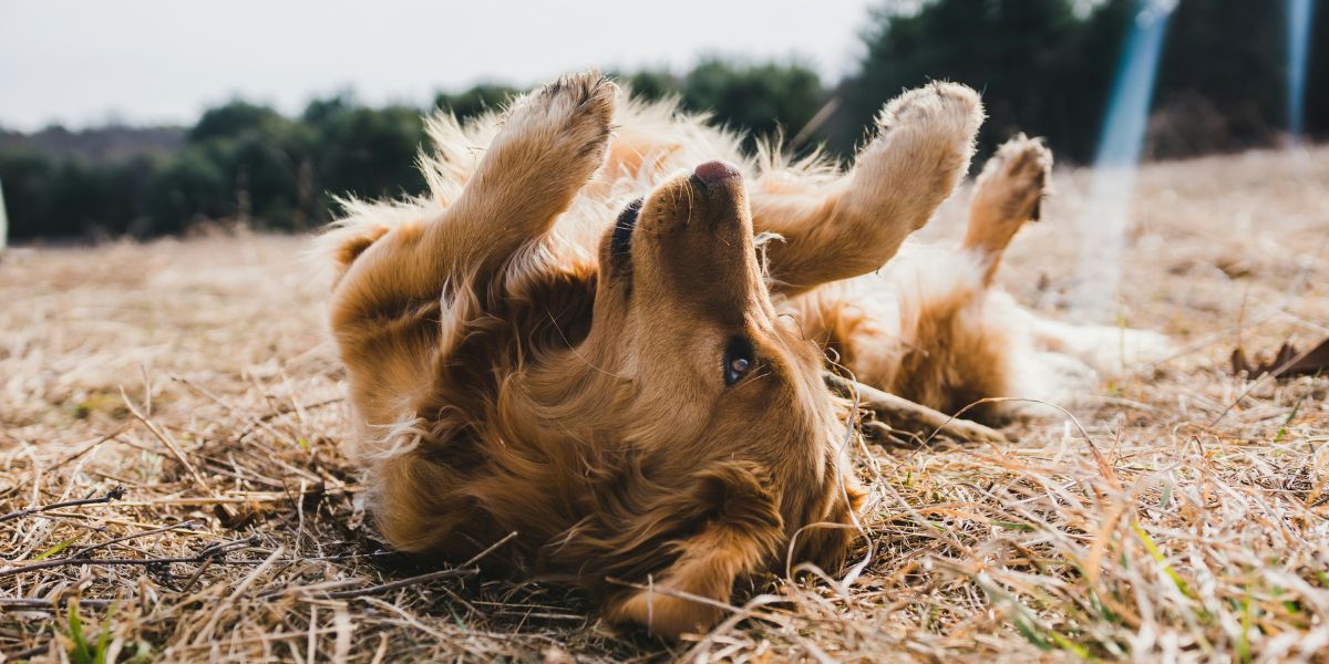 how to keep help dog with itchy skin