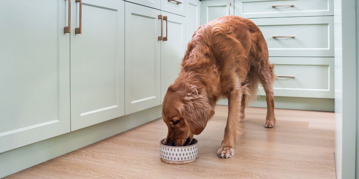 what holiday foots are dangerous for pets?
