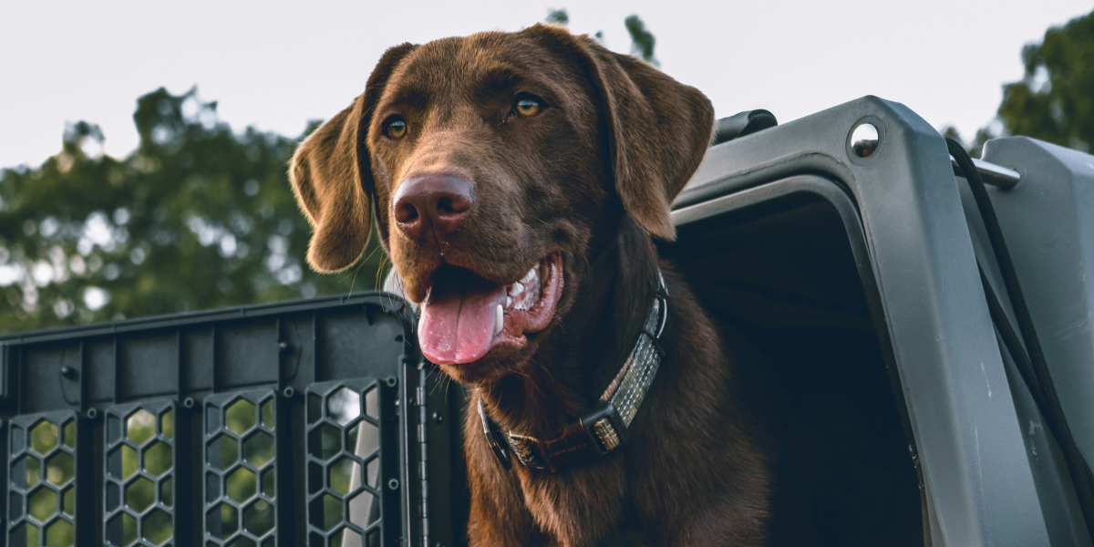 NZ working dog on ORIJEN diet