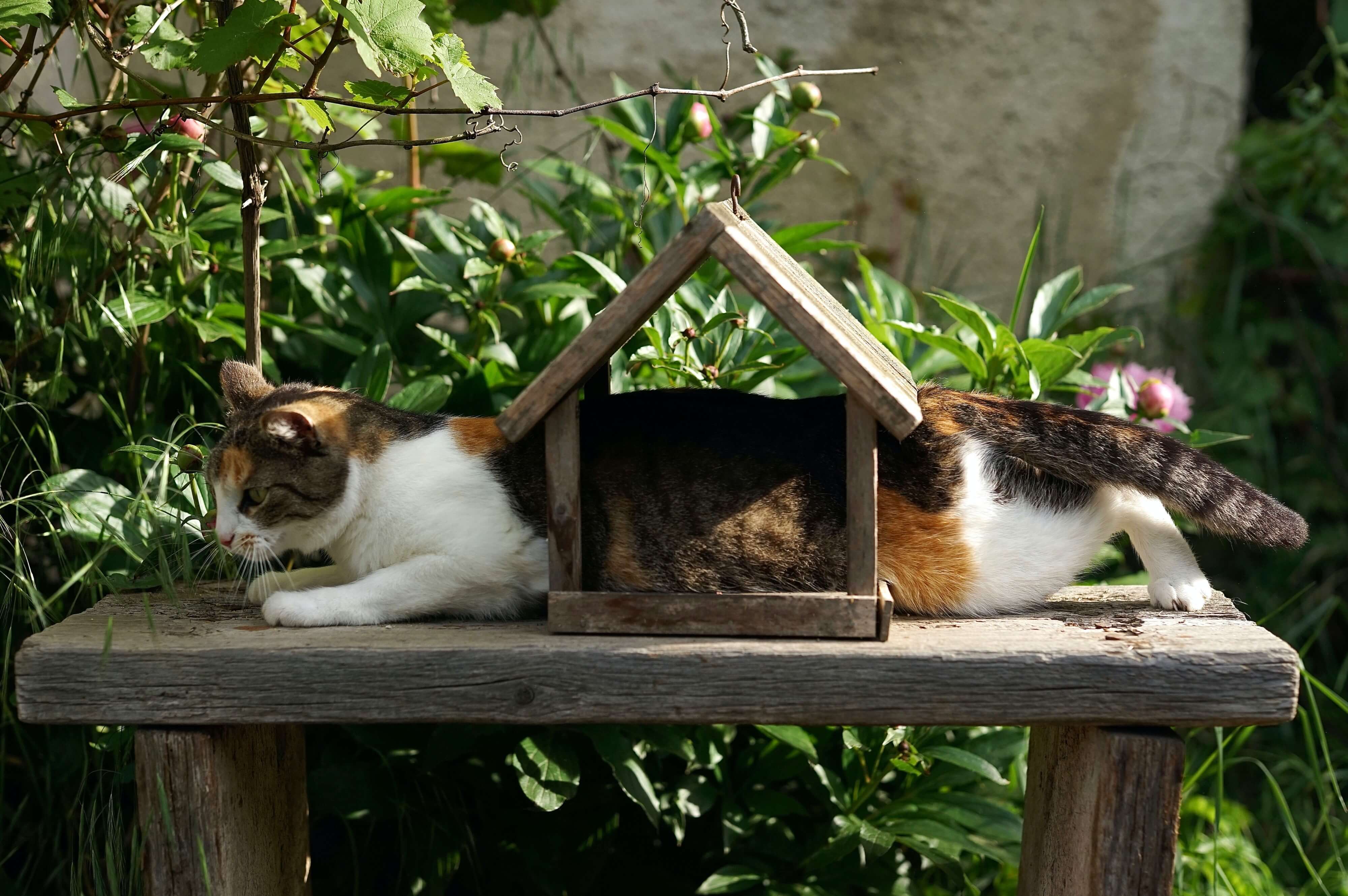 Cats Catching Birds & Killing Wildlife |  How To Stop It
