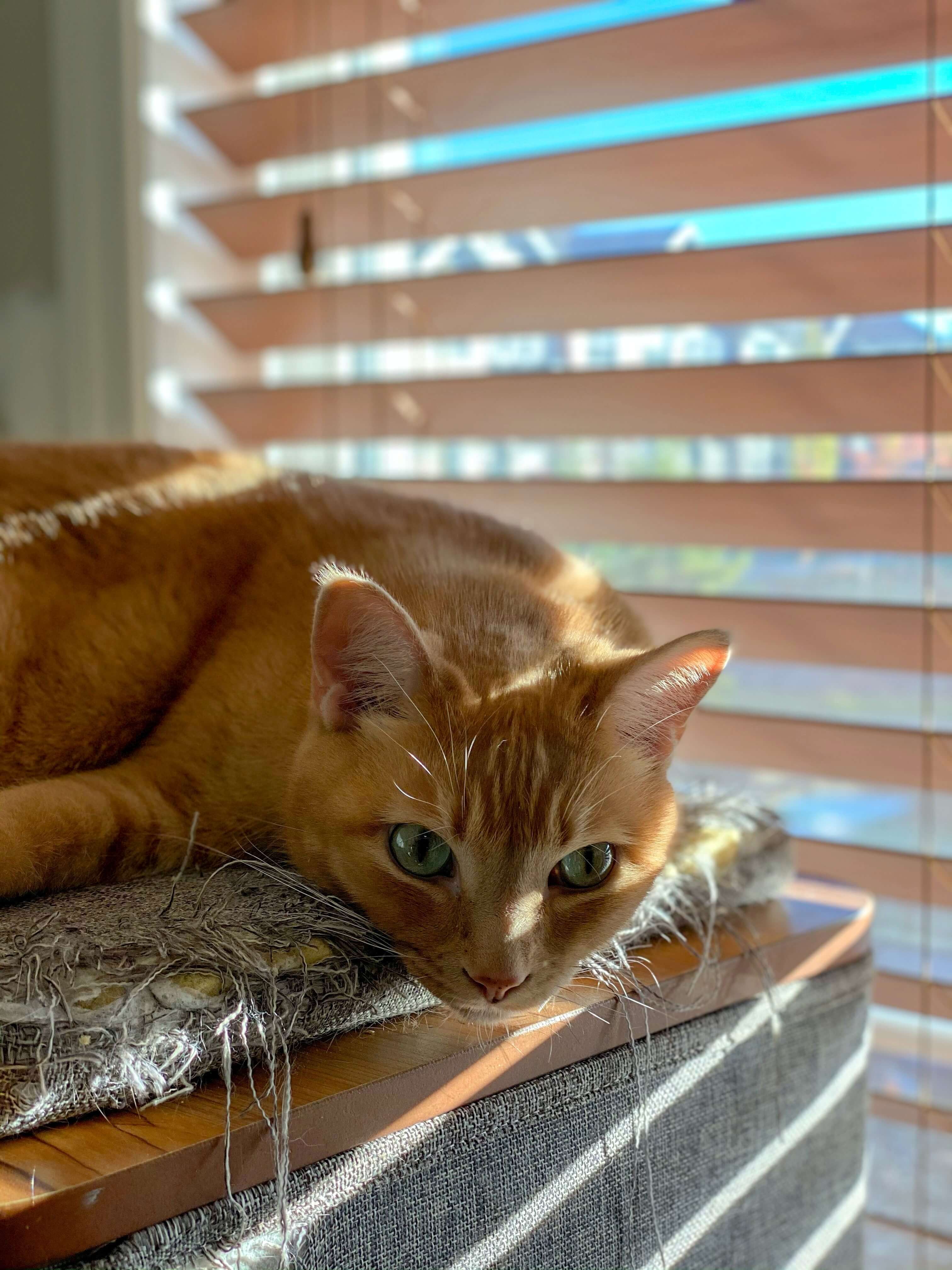 LIFE AFTER LOCKDOWN | DO CATS GET SEPARATION ANXIETY?