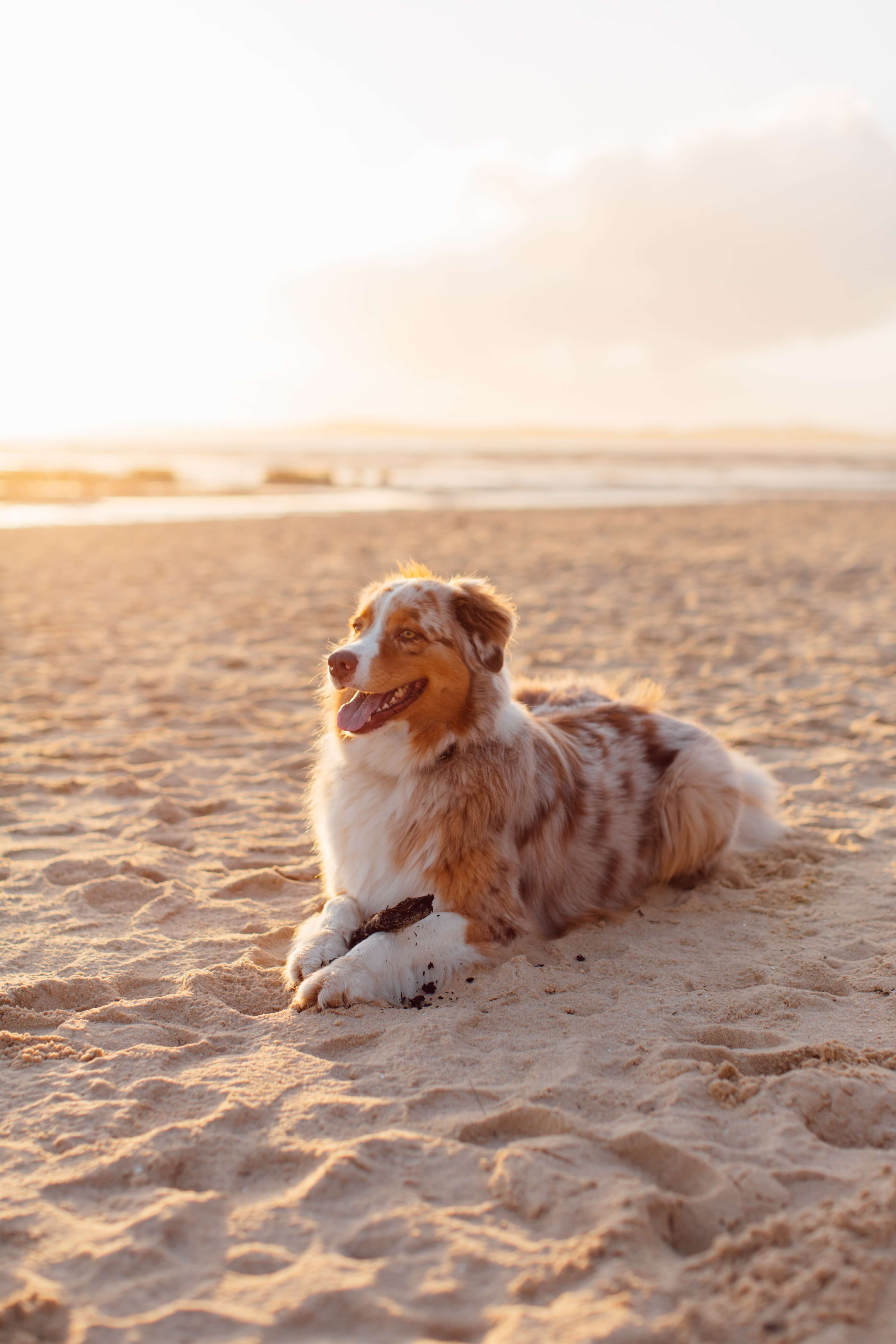 DO OUR PETS NEED CARBOHYDRATES? How To Manage Your Dog Or Cat's Weight With Their Diet
