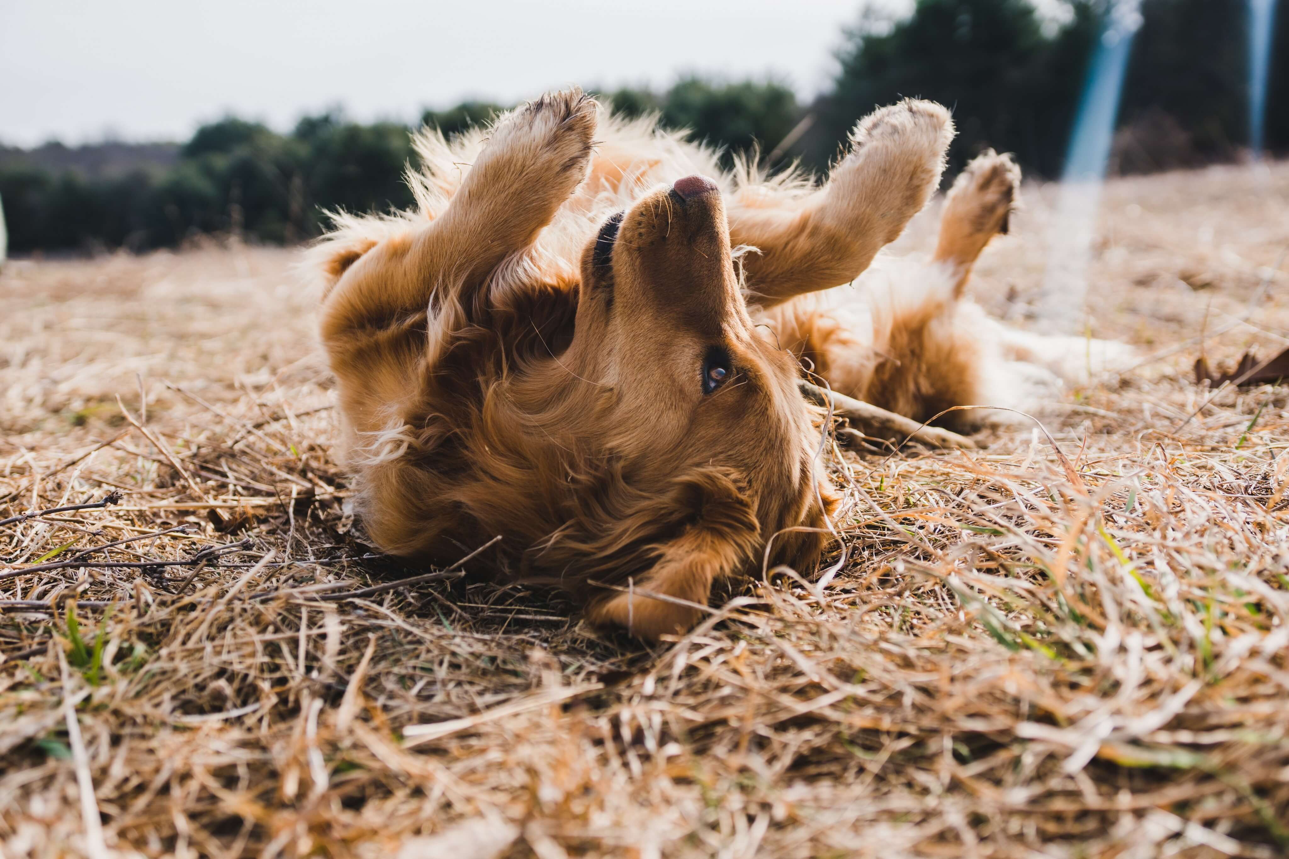 Notice A Difference In Your dog or cat's Health - Take Our 8-Week Challenge
