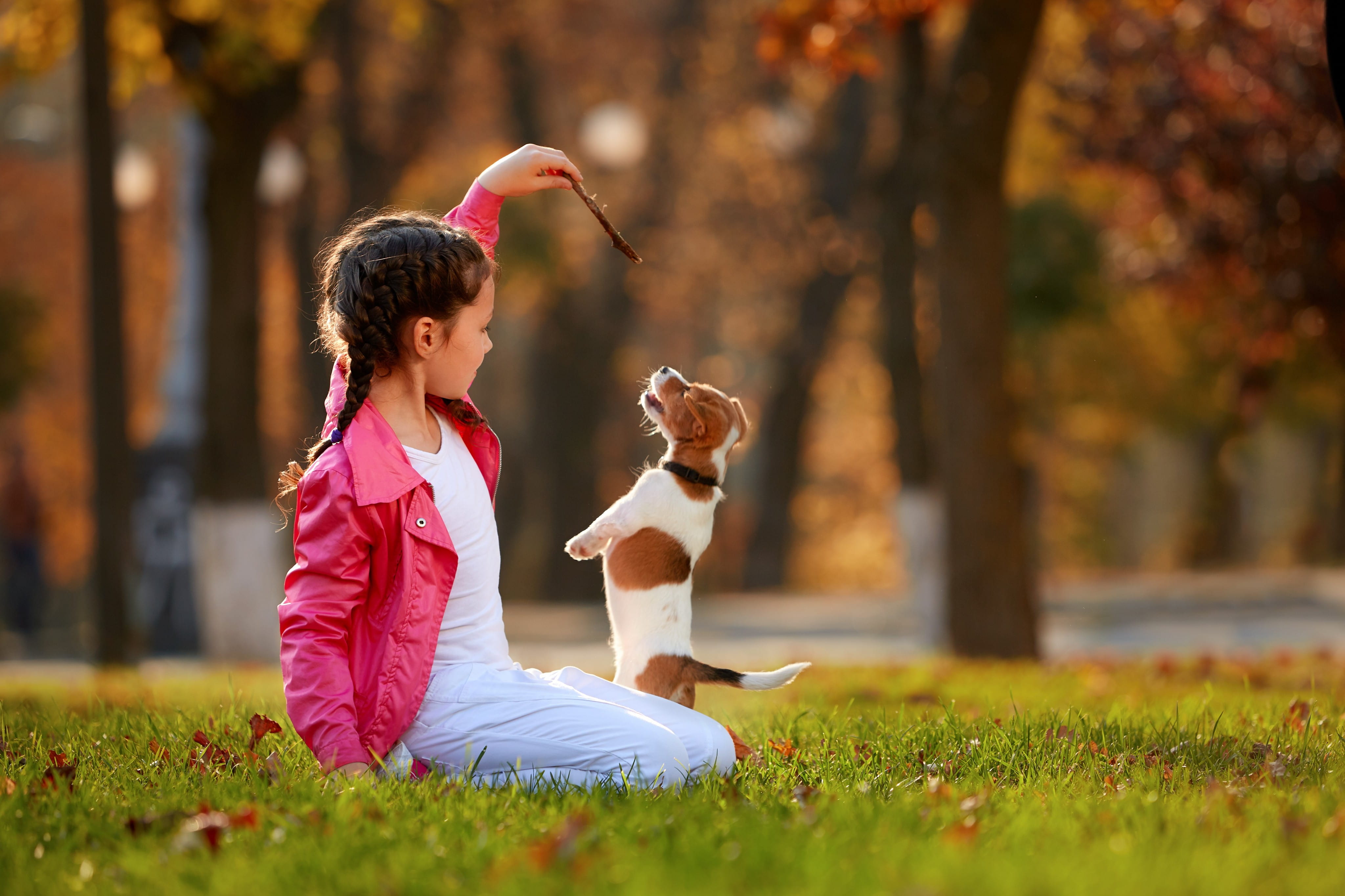 A Vet Answers 5 Top Questions About How to Take Care of a New Puppy