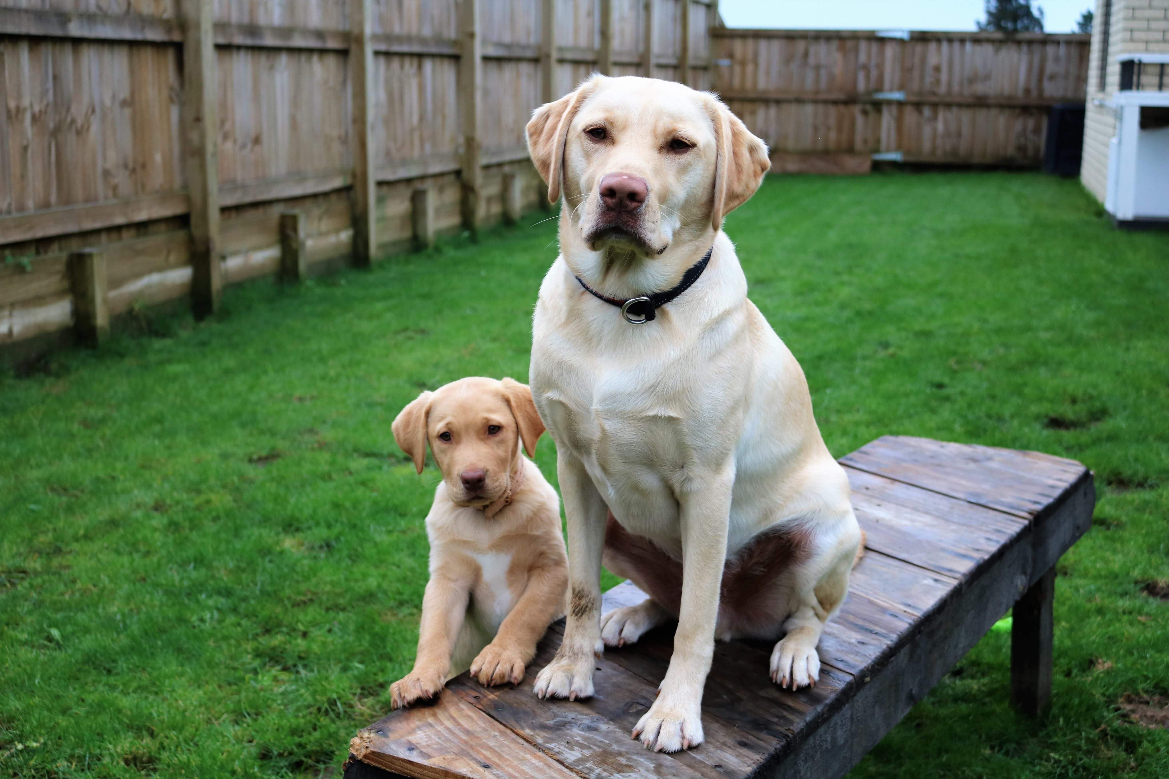 WHEN TO SWITCH FROM PUPPY FOOD TO ADULT DOG FOOD