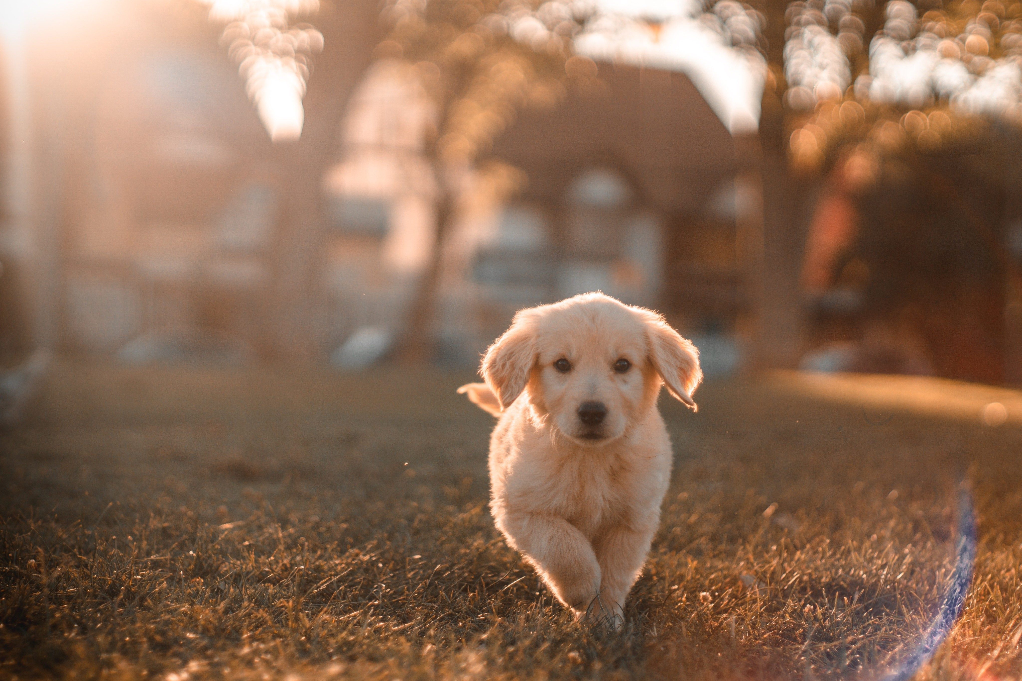 CHOOSING THE BEST PUPPY FOOD & NUTRIENTS FOR YOUR PUPPY