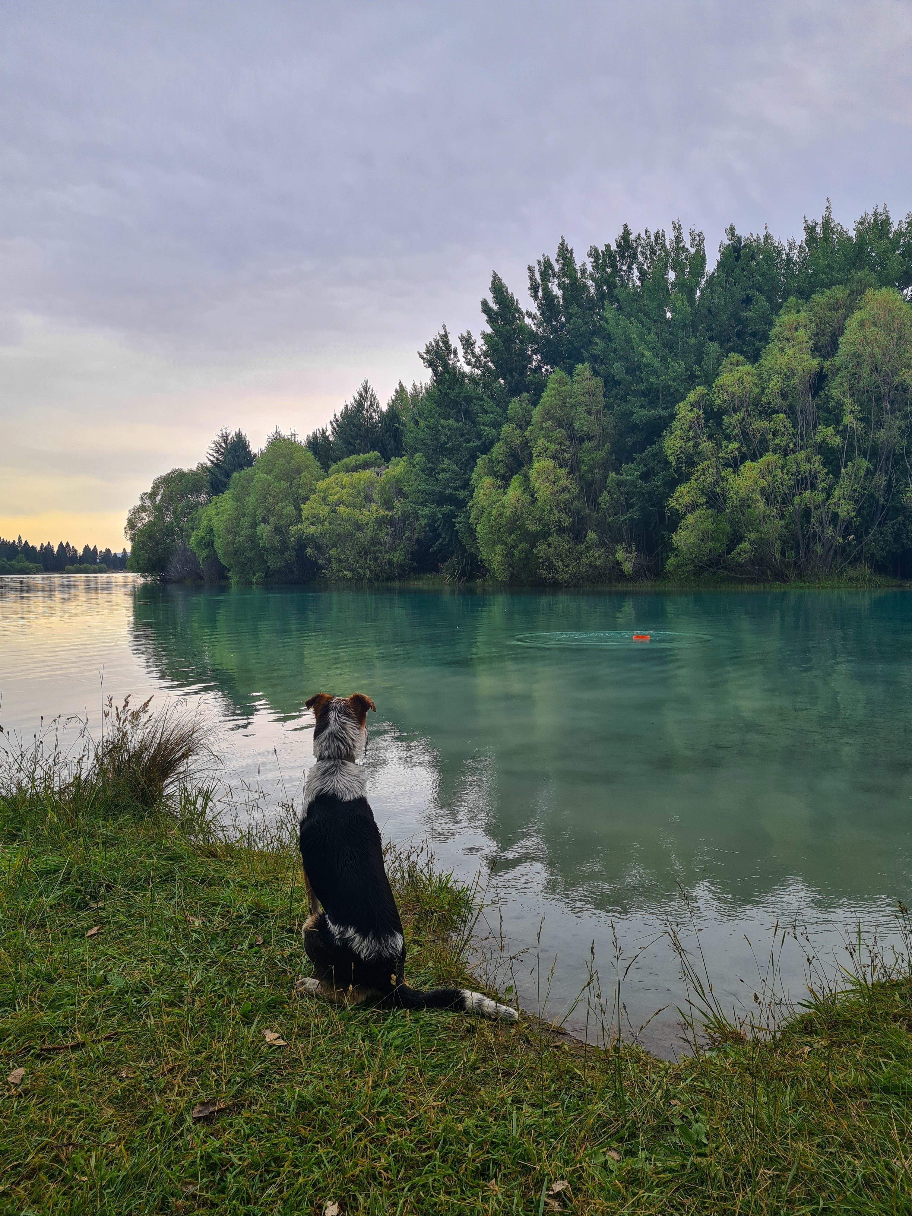 CAMPING IN NEW ZEALAND WITH A DOG: TIPS AND TRICKS