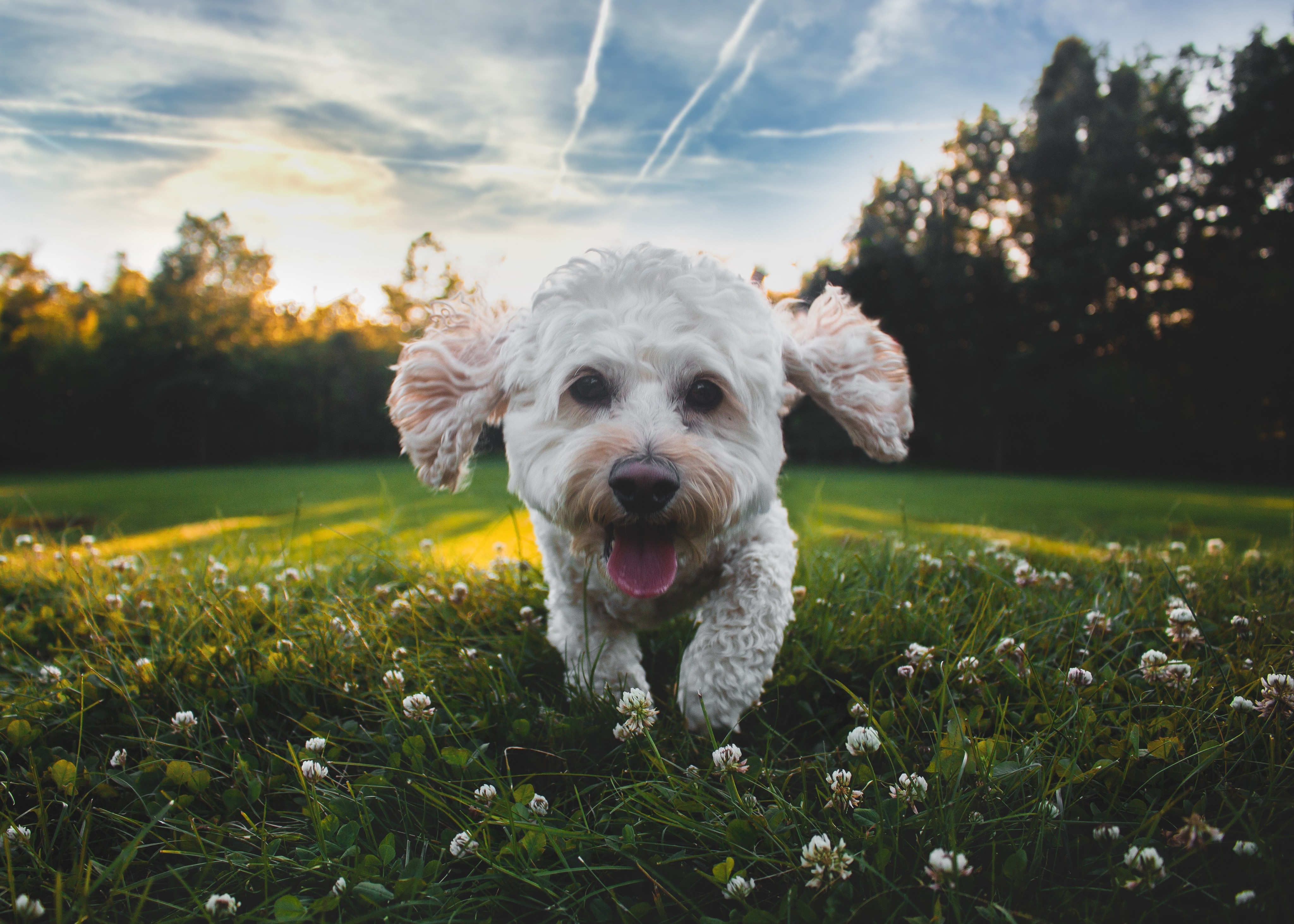 4 THINGS TO DO AS SOON AS YOU GET A NEW PUPPY