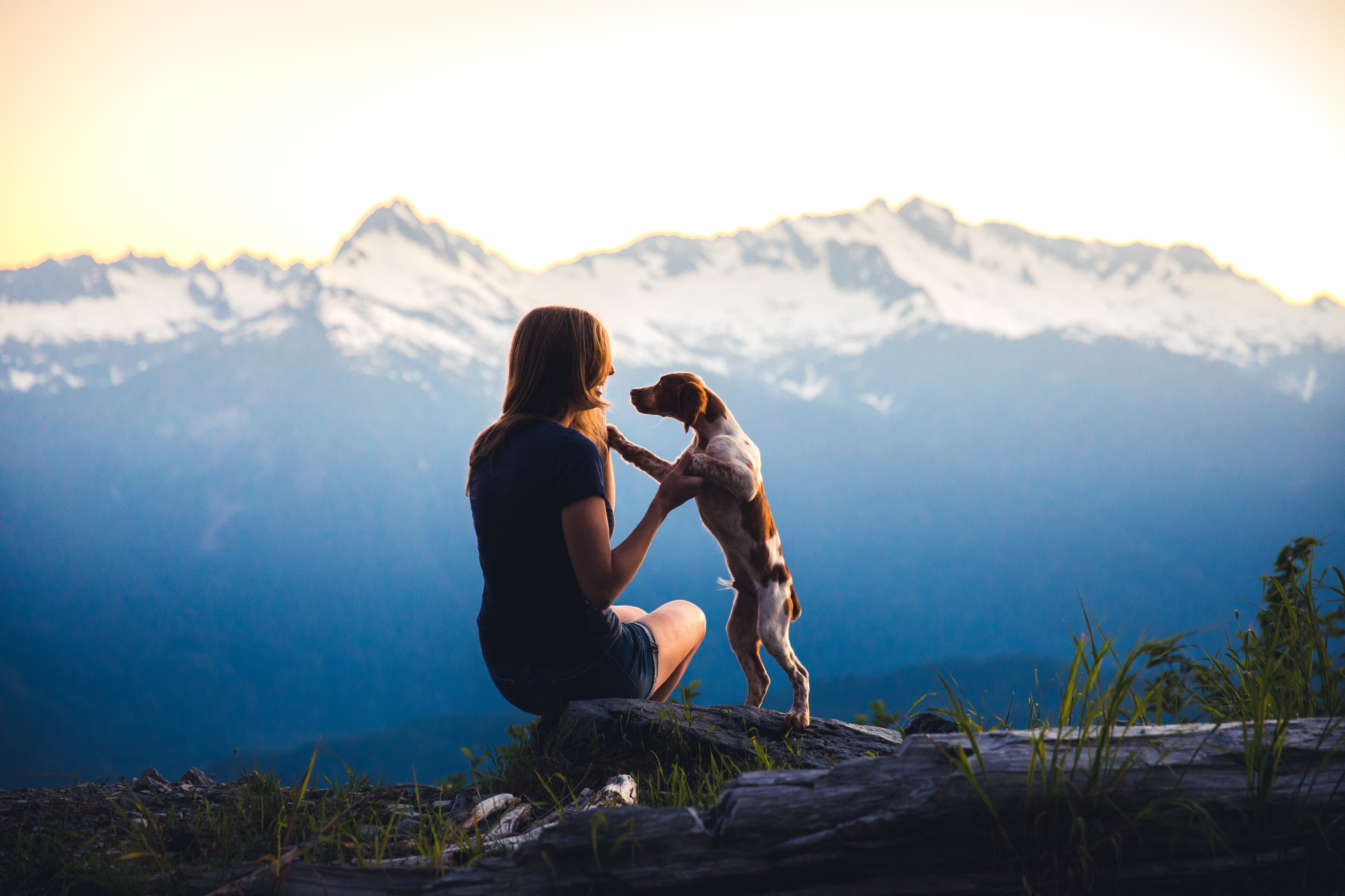 Orijen Small Breed Recipes: What is to love about them?