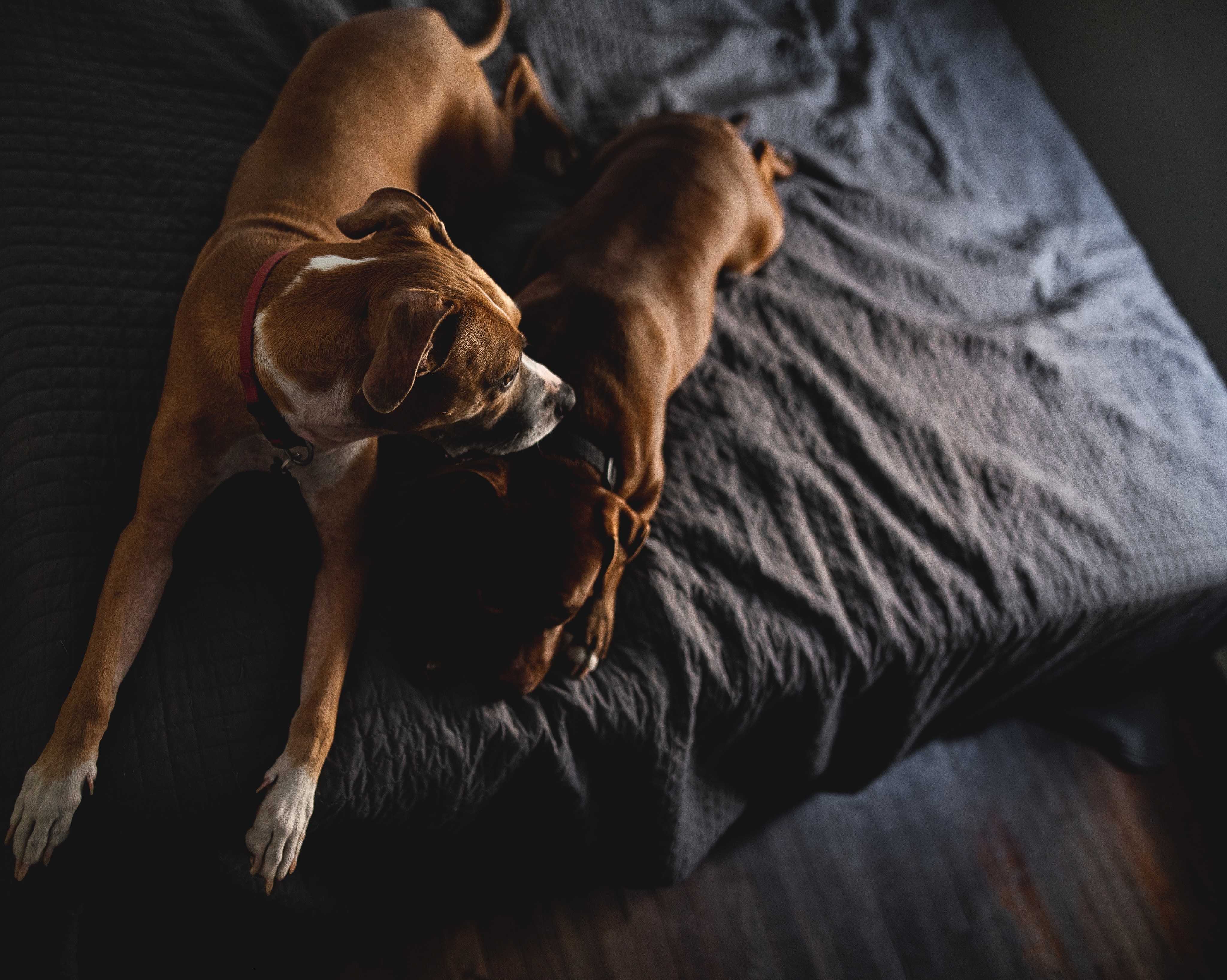 TOP TIPS: HOW TO REDUCE STRESS FOR OUR PETS AROUND GUY FAWKES