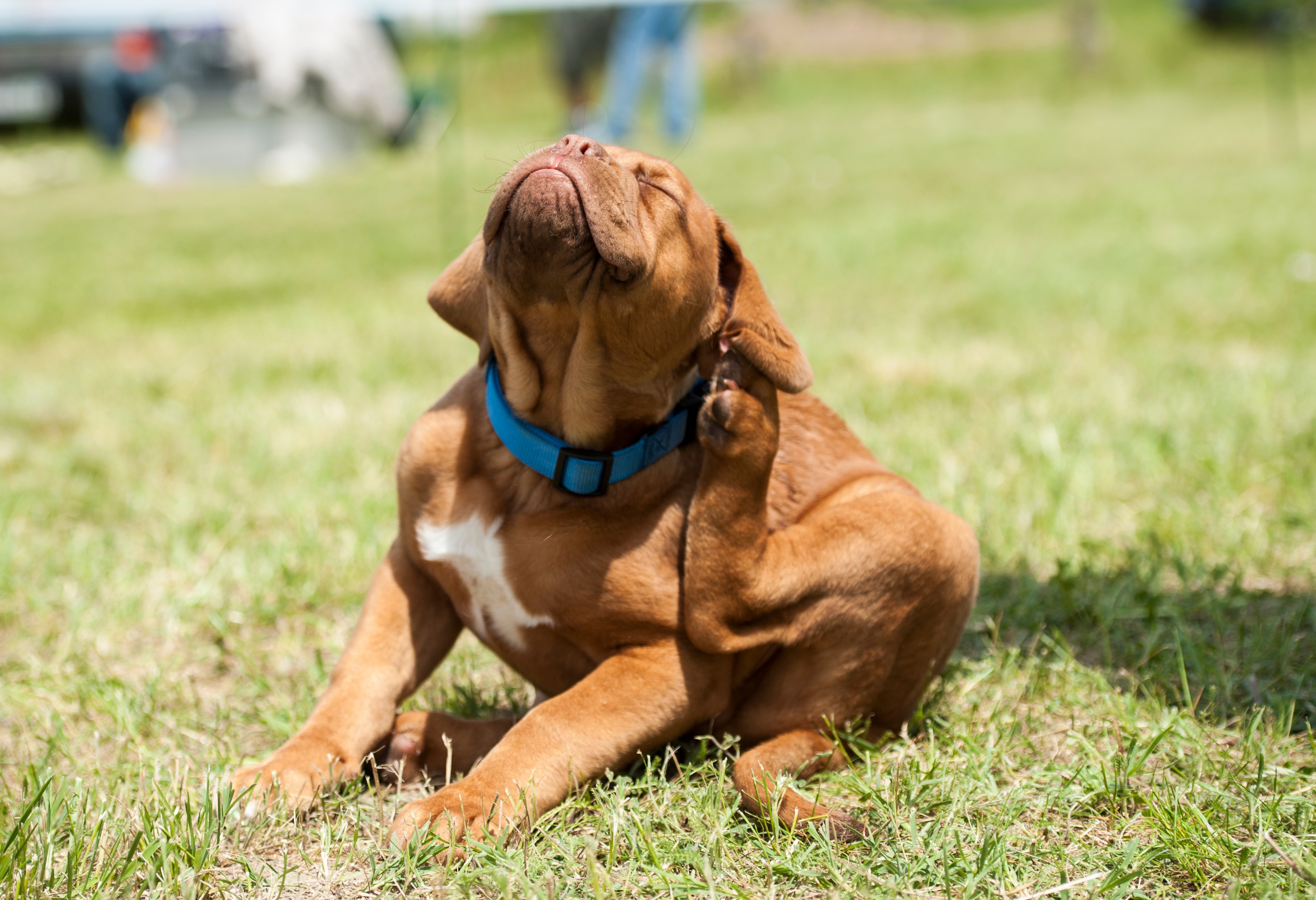 PET WITH ITCHY SKIN? |  WHAT YOU CAN DO TO HELP