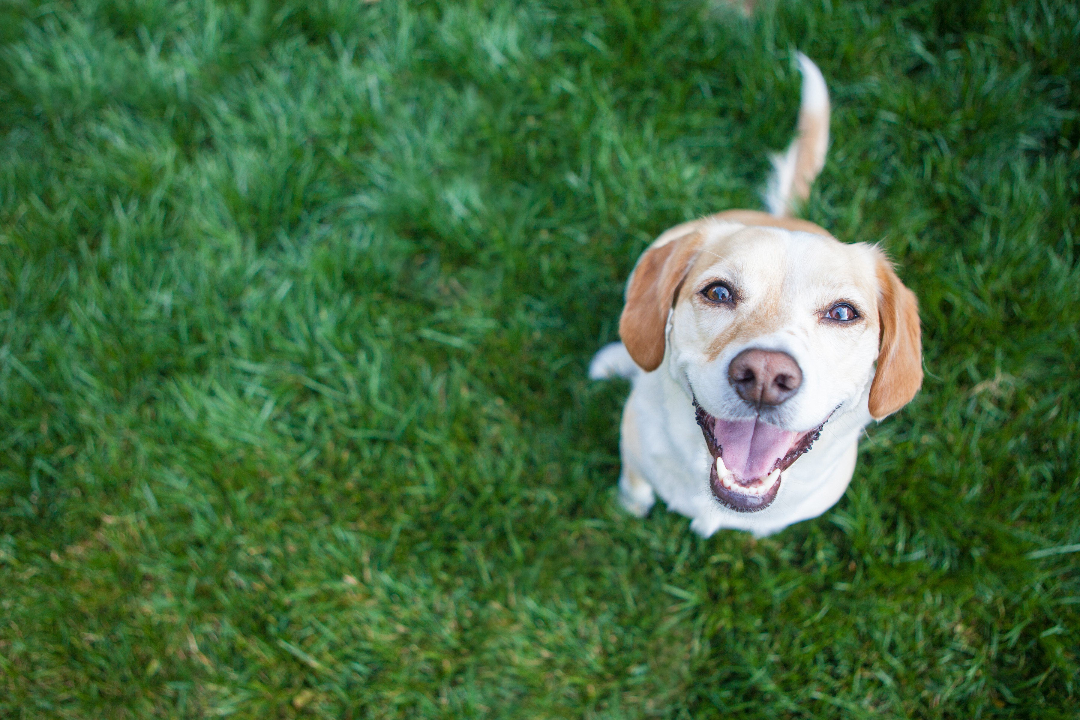 Is Your Dog Constipated? This Is Why and How to Treat It