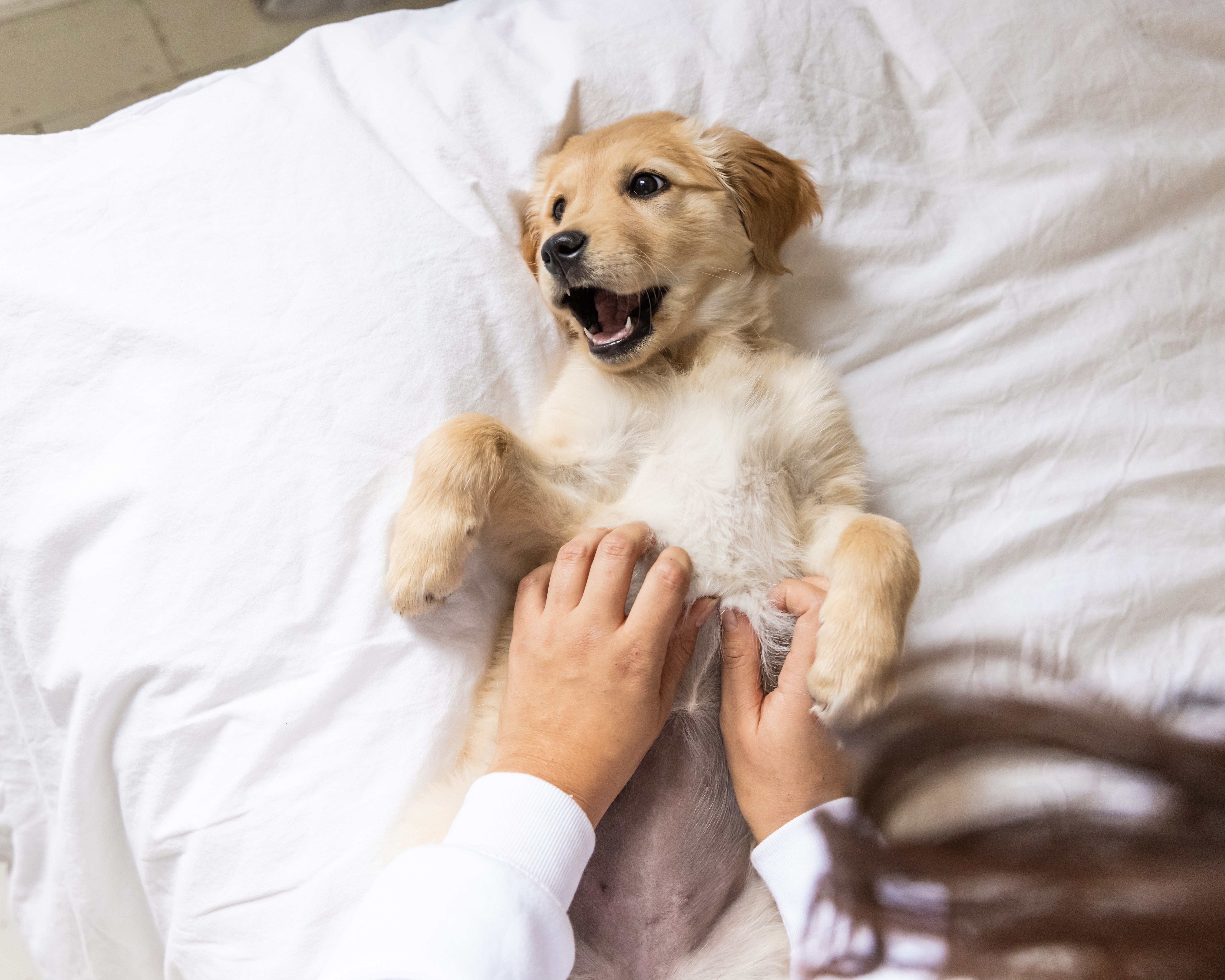 Tips for Puppy Socialisation + Handy Checklist!