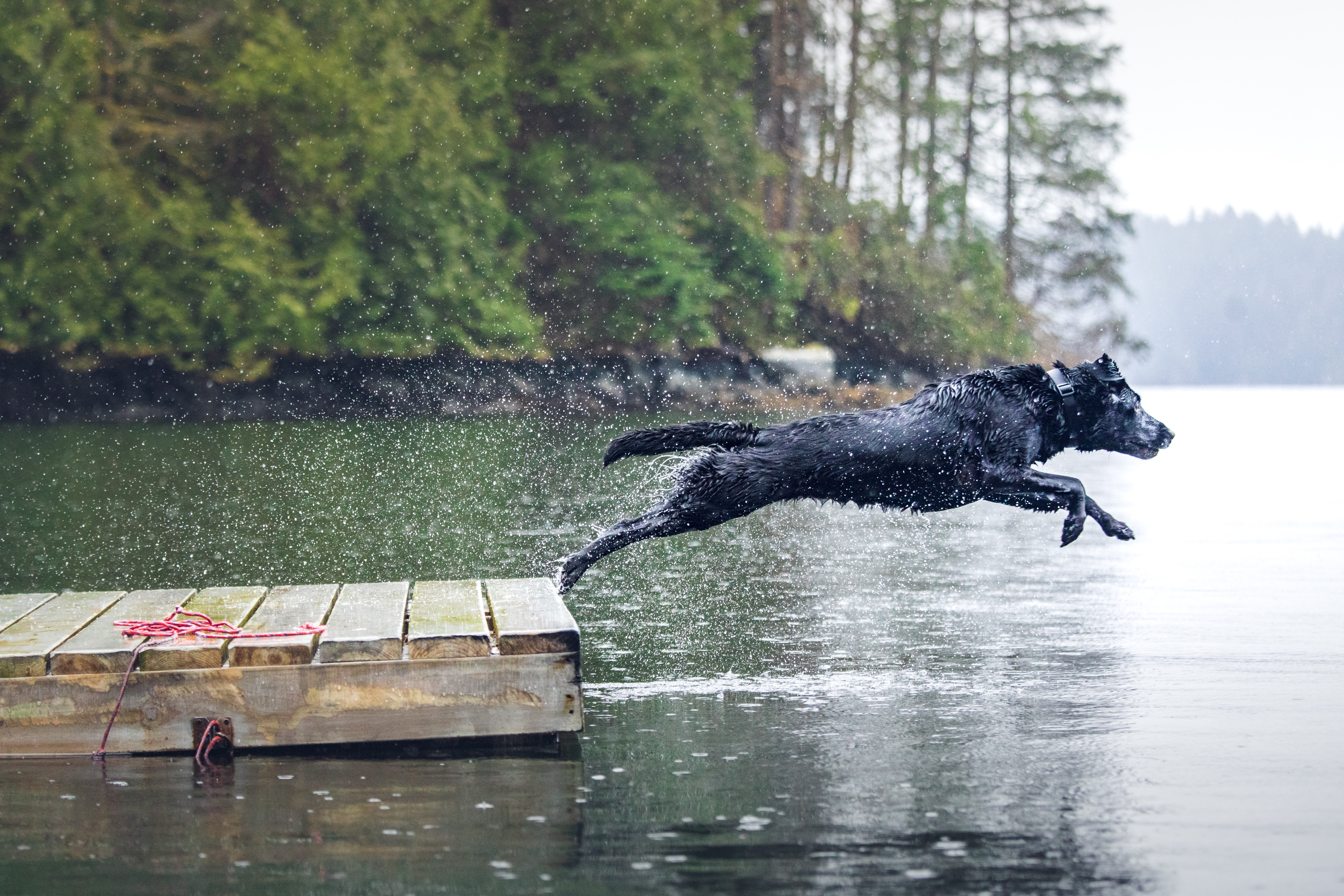 HOW TO KEEP YOUR DOG HYDRATED DURING SUMMER