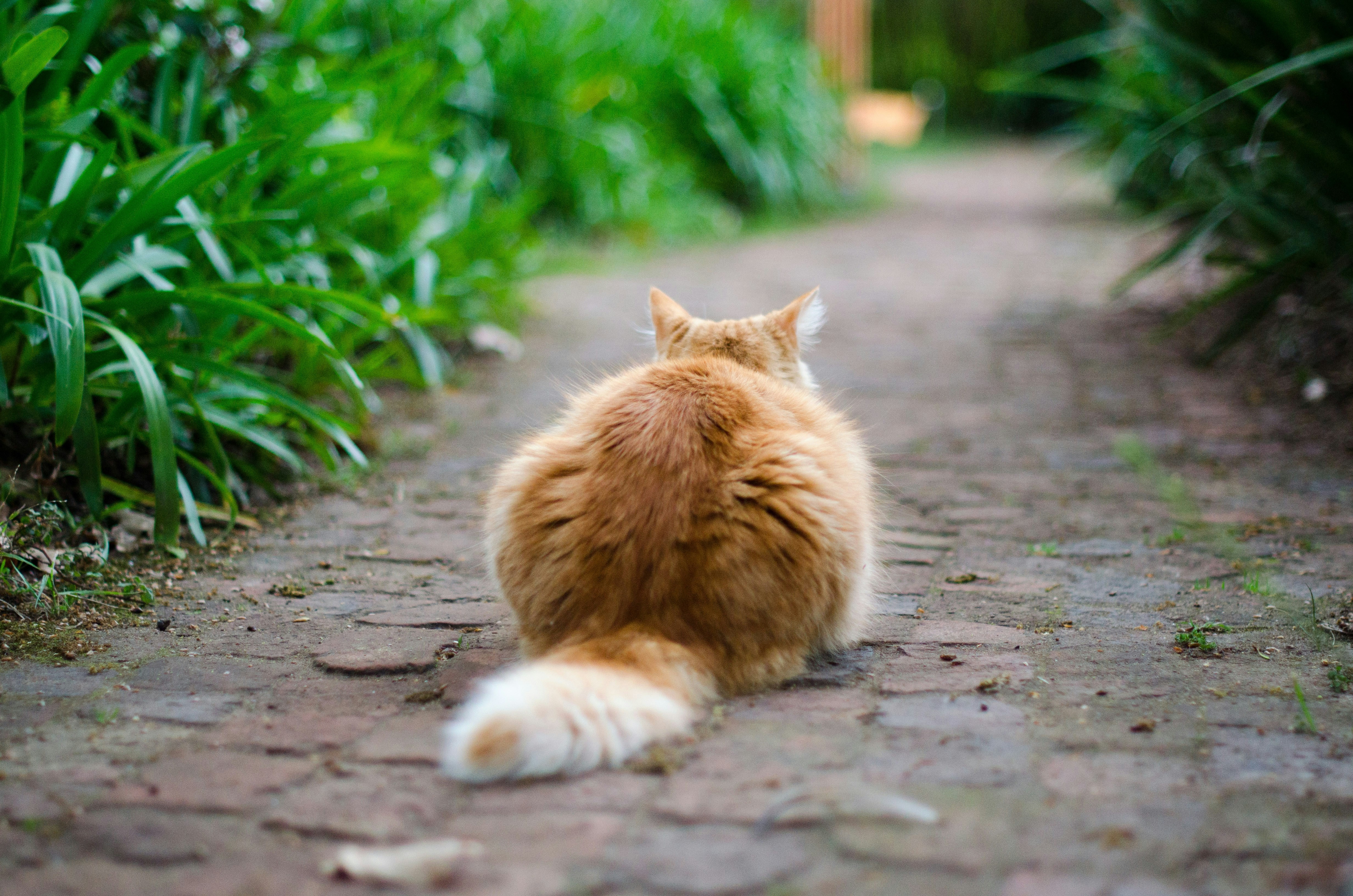 Pet Weight Loss Made Simple: Tips for a Healthier, Happier Dog or Cat