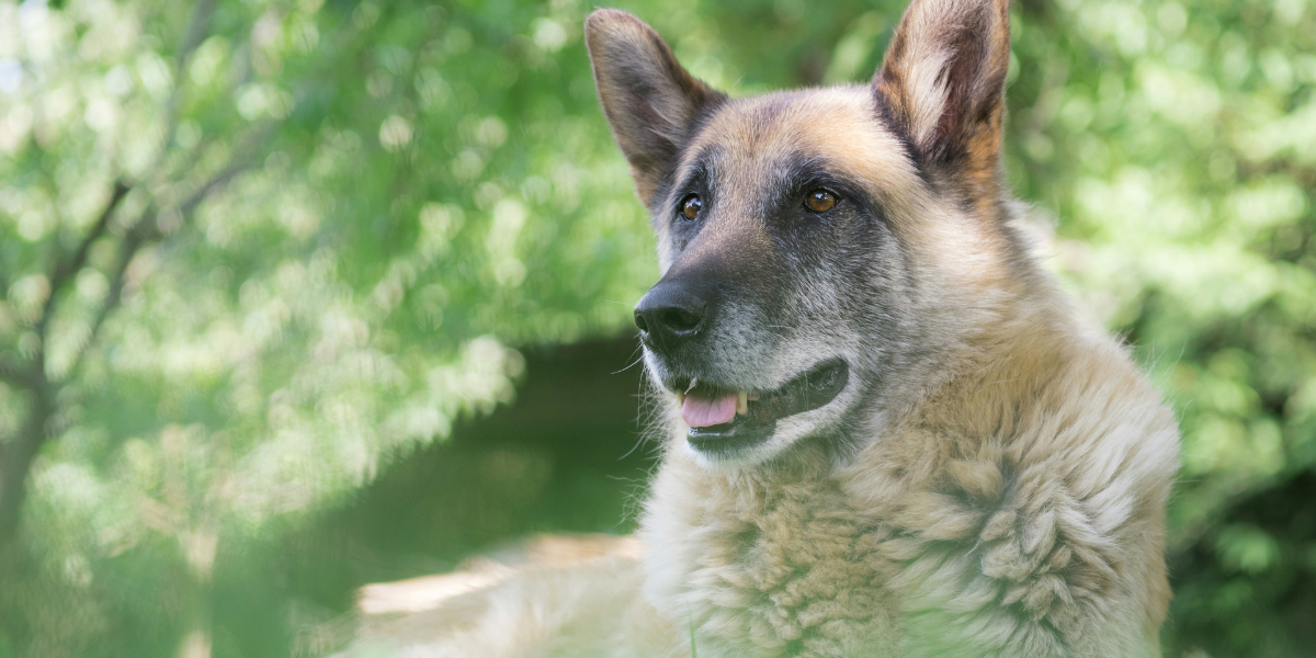 Celebrating Senior Pets: Nutrition and Wellness Tips for Older Animals