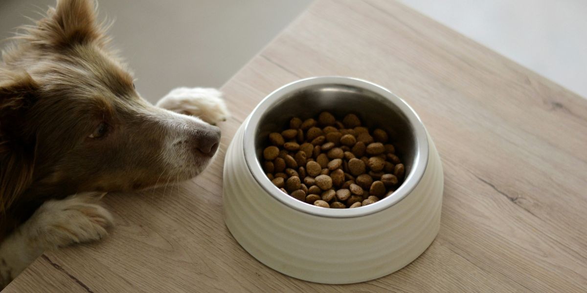 Portion Control for Pets: How to Feed the Right Amount